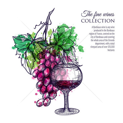 杯红酒与葡萄枝手绘矢量插图红酒配葡萄
